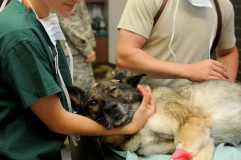 fisa postului medic veterinar abator