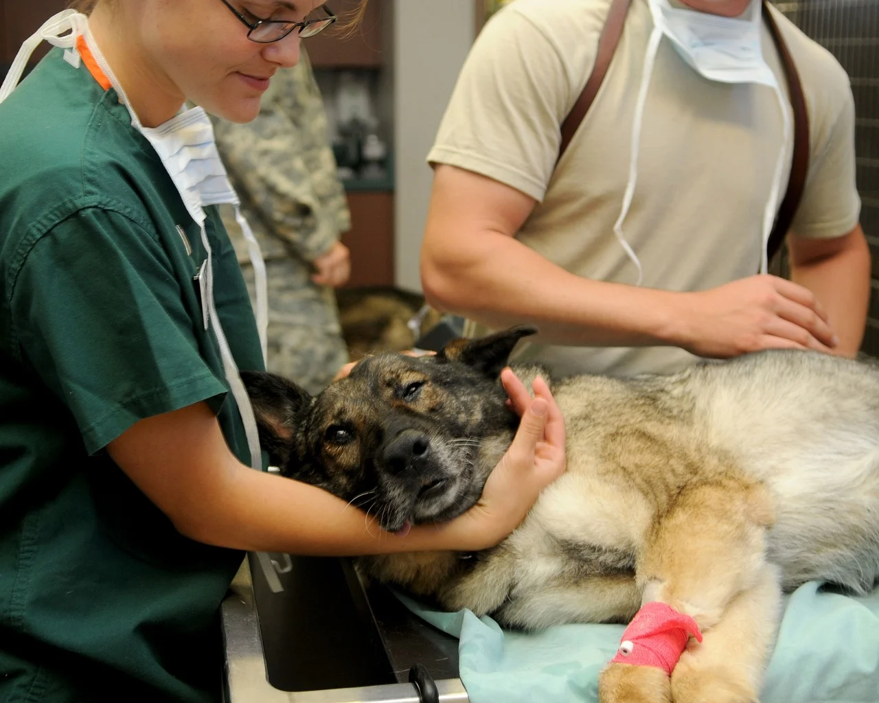 fisa postului medic veterinar abator